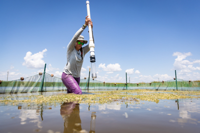 Dr. Janelle Goeke collects biomass cores from experimental fish exclosures in the Everglades Stormwater Treatment Areas on the border of the Everglades Protection Area. Credit&#58; Brandon Guell