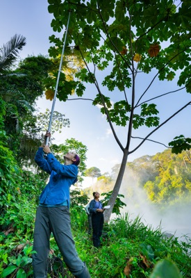 Alyssa Kullberg and Lauren Coombs collect canopy leaves from a Cecropia tree at the Boiling River in the Peruvian Amazon. Credit&#58; Riley Fortier