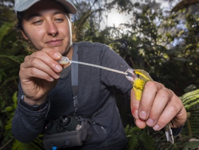 Ryan Wagner is giving a kiwikiu, also known as the Maui parrotbill, a few droplets of medicine from a pipette. A boost of electrolytes and protein help strengthen the bird for a quick helicopter flight to the Maui Bird Conservation Center. Credit&#58; Ryan Wagner